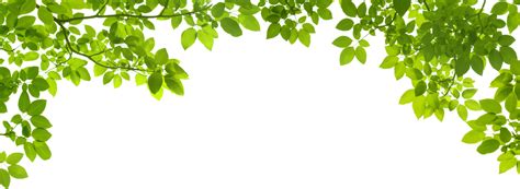 Green Leafs Png Transparent Background Free Download 44853 Freeiconspng