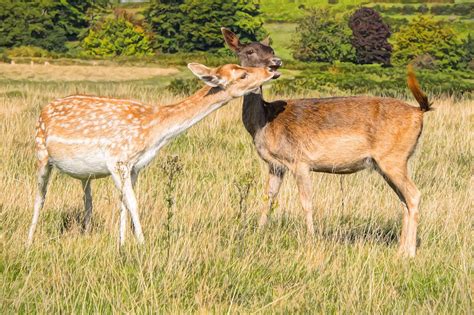 Fallow And Sika Deer Photograph By Roy Pedersen Fine Art America