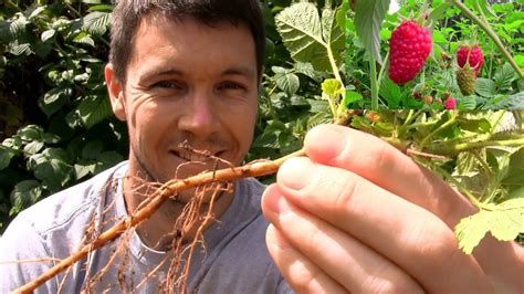 Bluebell seeds can be planted in the fall or in the early spring. How to Propagate and Multiply Raspberry Plants - YouTube