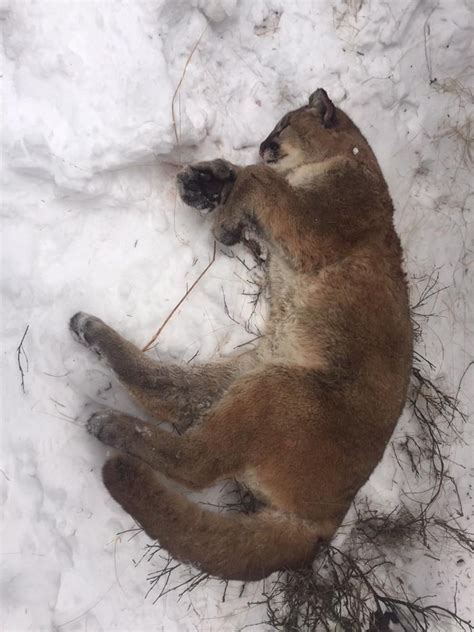 Wildlife Officers In Alberta Looking For Person Who Left Cougar Carcass