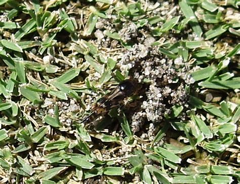 Pygmy Mole Cricket Damage Pace Turf Photo Gallery