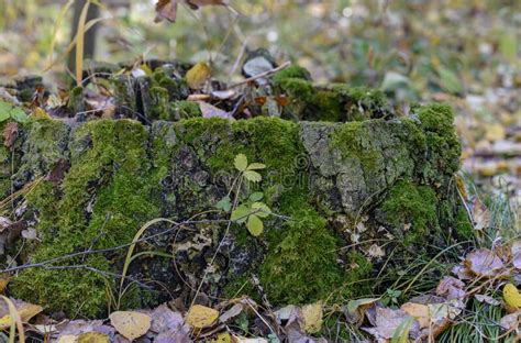 An Old Moss Covered Stump In The Autumn Forest Stock Photo Image Of