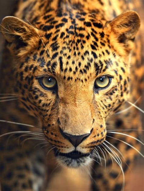 Top 10 Amazing Facts About Leopards