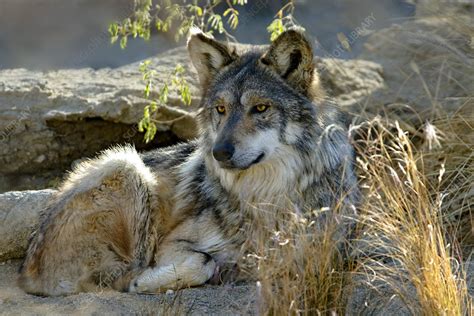 Mexican Grey Wolf Stock Image C0143238 Science Photo Library