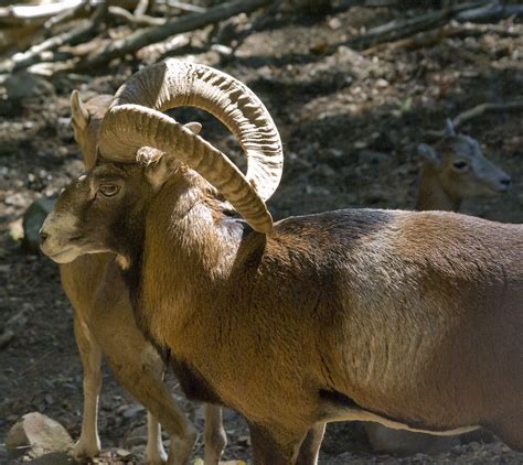 Mouflon Mouflon Feral Sheep In Cyprus Sandy Beach Cat Flickr