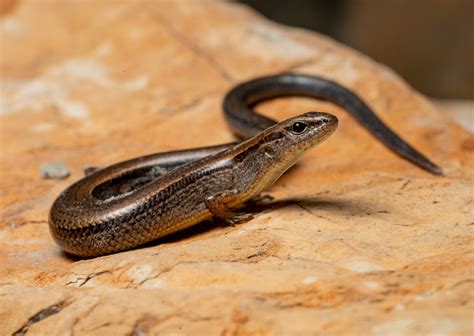 Little Brown Skink Herps Of The Mclennan County Tx Area · Inaturalist