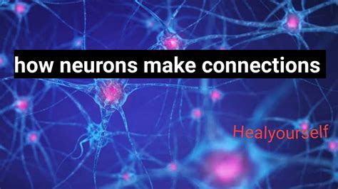 How Neurons Make Connections Neurons Are Fire Together Wire Together