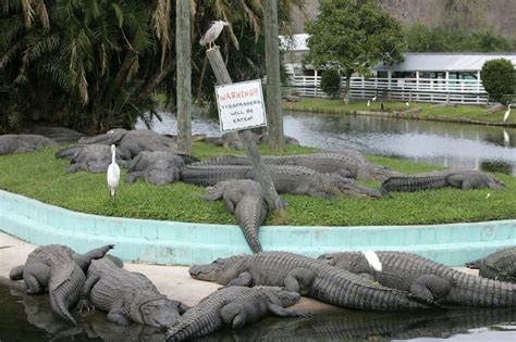 Gatorland Alligator Adventure With Airboats From Orlando Orlando