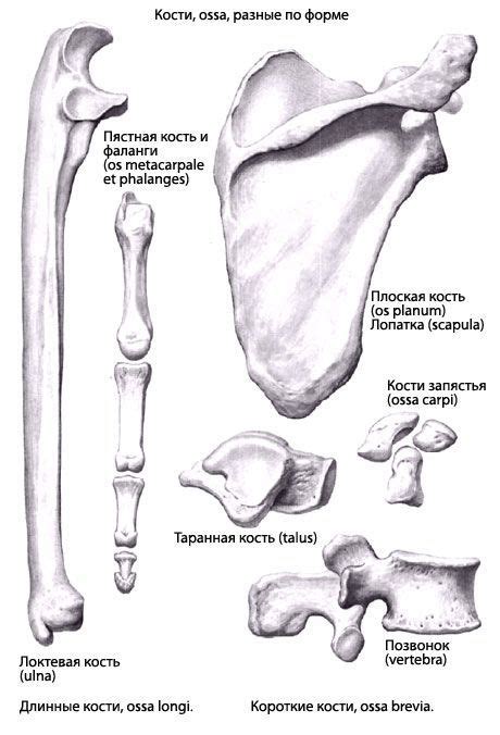 Klasifikasi Tulang Bentuk Perjalanan Kriteria Klinis