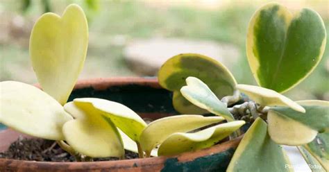 This is because a larger plant with multiple unusual shaped leaves, as you might be able to guess, looks like a bush of green hearts! Growing Hoya Kerrii: How To Care For Sweetheart Hoya