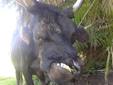 6+ Pictures Of Ugliest Baby Animals In The World - Anilmals Image