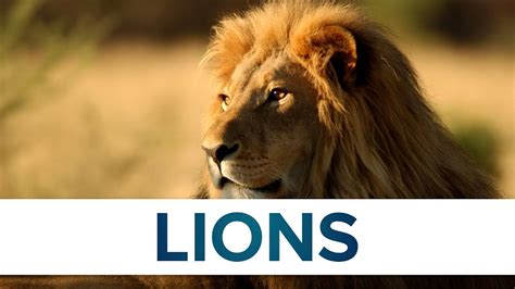 5 Facts About Lions