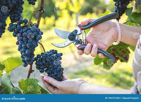 Harvesting Grapes By Pruning Shears At Vineyard Stock Photo Image Of