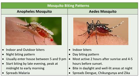 Anopheles Mosquito Bite