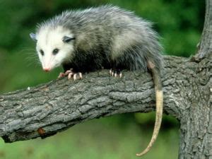By nookdae, posted 9 months ago digital artist. North Carolina State Marsupial, Virginia Opossum ...
