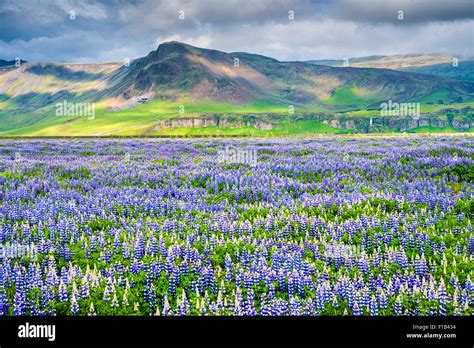 Lupin Field High Resolution Stock Photography And Images Alamy