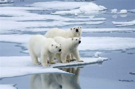 How Many Polar Bears Are Left On Earth Change Comin