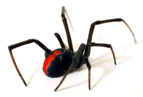 Australias Most Dangerous Spiders Spider Control