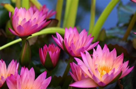 Plant Water Lilies News Taverham Nursery Centre Norwich