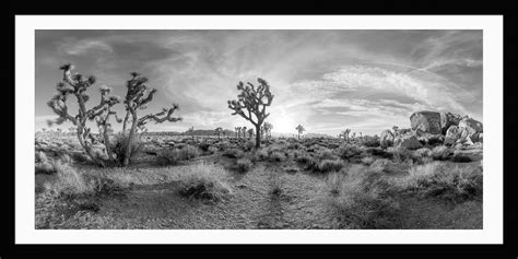 Joshua Tree Black And White Landscape Framed Unframed