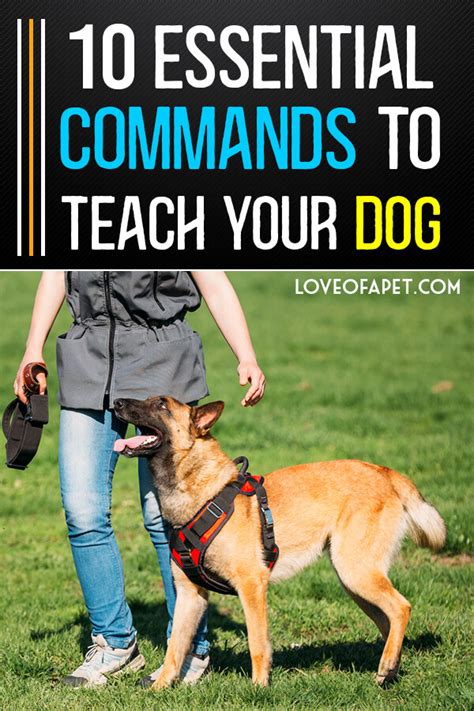 10 Essential Commands To Teach Your Dog Love Of A Pet