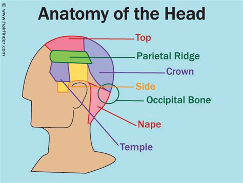 Anatomy Of The Head And The References Used For The Areas Of The Head