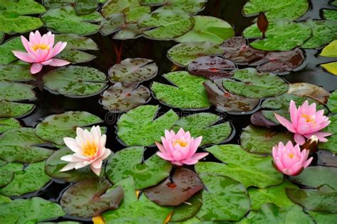 Water Lilies On A Pond Stock Photo Image Of Natural 16722840