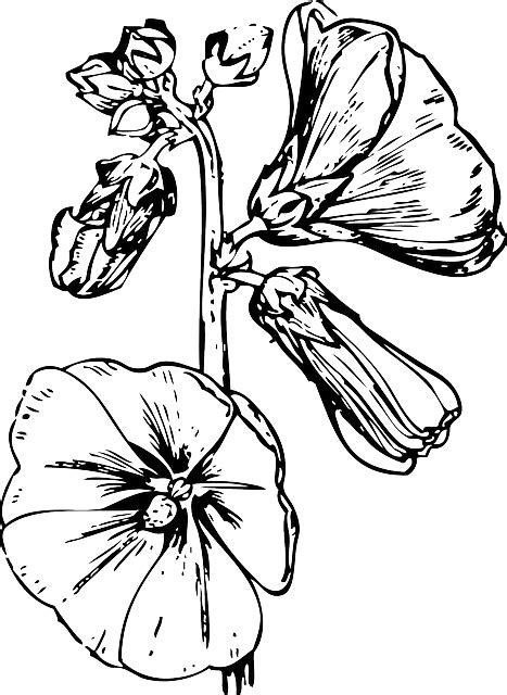 Flower coloring pages teach about science and nature in fun and visual ways. Free vector graphic: Hollyhock, Flower, Plant, Stem - Free ...
