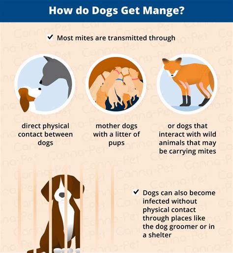 Can Puppies Get Mange From Mother