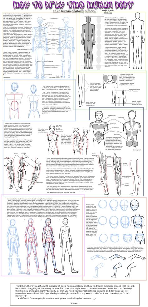 Basic Human Body Anatomy Tutorial Anatomy Tutorial Anatomy Drawing