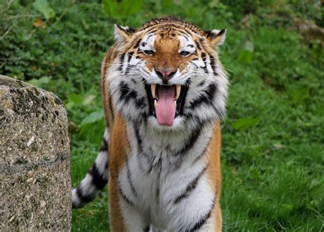 Psbattle Tiger With Its Tongue Out Photoshopbattles