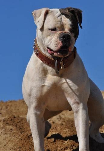 We offer short term visiting. American Bulldog Puppy for Sale - Adoption, Rescue for ...