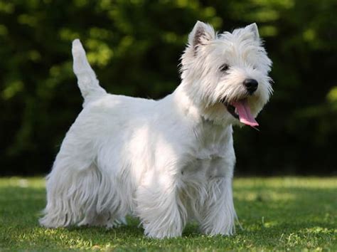 Todo Sobre El Perro West Highland White Terrier Terrier Blanco