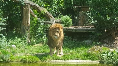 Sie können aber auch ganz bequem dem ausgeschilderten rundweg folgen. Dortmund Zoo - Aktuelle Bewertungen & Fotos 2017 - Lohnt ...