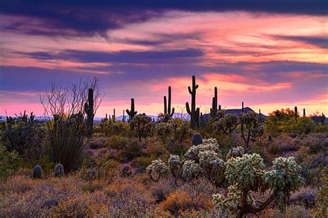 Desert Skies Pretty In Pink By Saija Lehtonen Pretty In Pink Fine