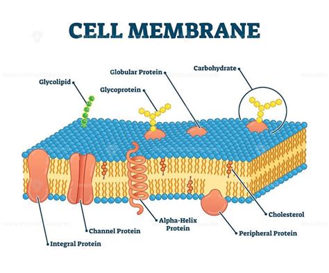 Cell Membrane With Labeled Educational Structure Scheme Vector