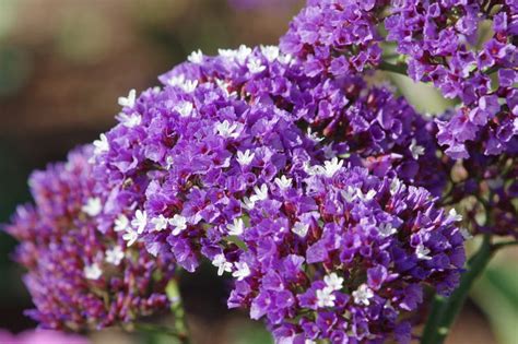 Purple Small Flowers Stock Image Image Of Sunlight Cluster 55285565