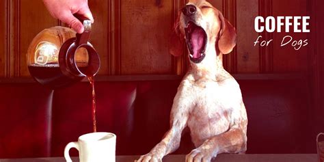 Should Dogs Drink Coffee There Is A Great Deal Memoir Navigateur