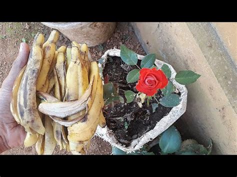 Shantou yixin food co., ltd. Homemade Banana Tree Fertilizer | Cromalinsupport