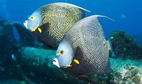 Common Reef Fish Of The Caribbean Tropixtraveler