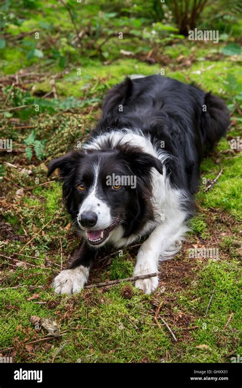 Cute Border Collie Dog Lying Down On Mossy Forest Floor Stock Photo Alamy