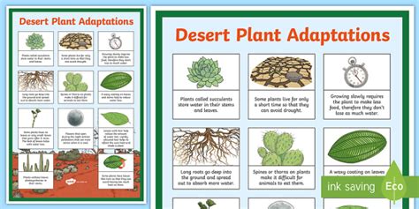 Desert Plant Adapt And Evolve Poster Second Level Twinkl
