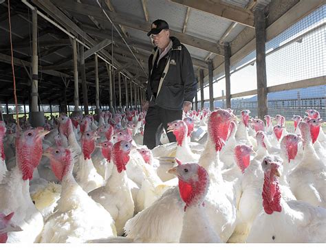 Jaindl Farms Relies On Foreign Laborers To Put Turkeys On Your Table