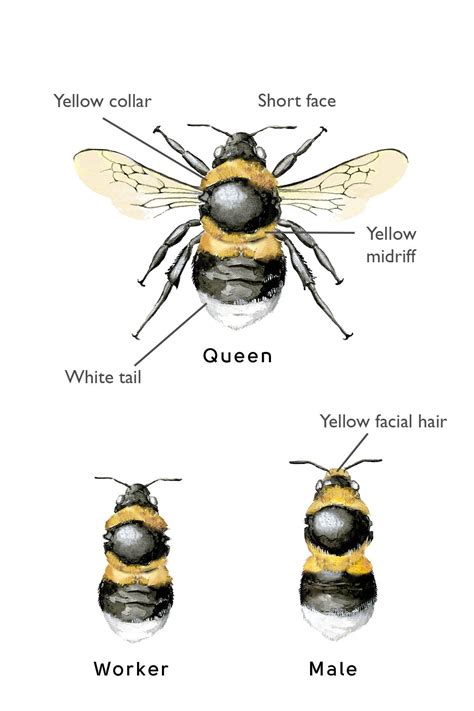 Heath Bumblebee Blooms For Bees