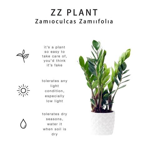 🌿 House Of Plants 🌿 On Instagram Zz Plant Care Tips This One Is So