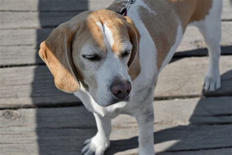 The Beagle - Everything To Know About This Active Breed - Animal Corner