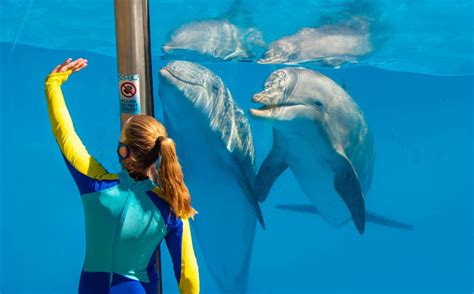 Seaworlds First Orca Free Location To Keep 68000 Marine Animals In