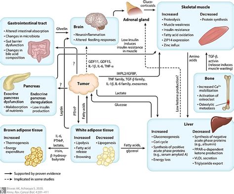 The muscle loss is related to changes in muscle synthesis signalling pathways. Difference Between Cachexia and Sarcopenia | Compare the ...