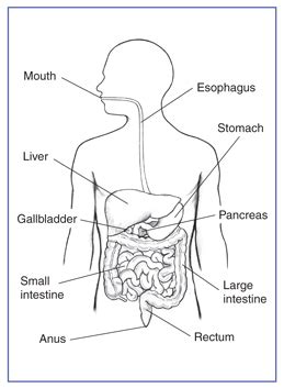 The major parts of the digestive system: Breaking Down Digestion | ETEAMS