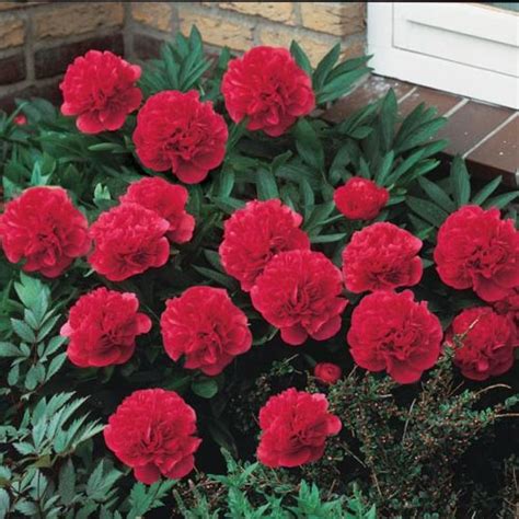 Red Double Peonies For Sale K Van Bourgondien